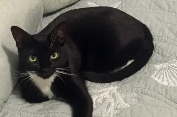 Lost Cat: Black with White Paws - Folsom