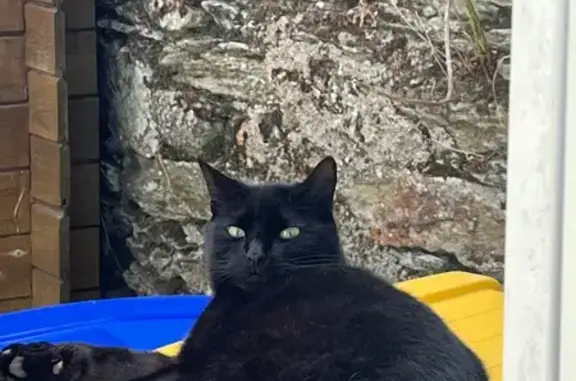 Chat perdu : Miles, patte gauche blanche - photo