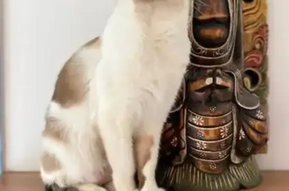 ¡Ayuda! Gata Dora Perdida en Santa Bàrbara