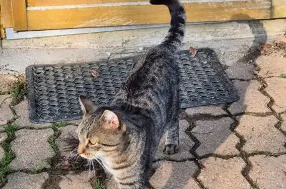 Animaux trouvés , photo: Chat mâle tigré trouvé à Courçais