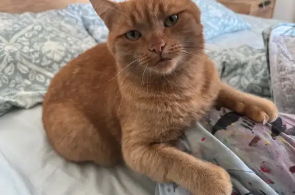 Зникла руденька кішка з чорними плямками