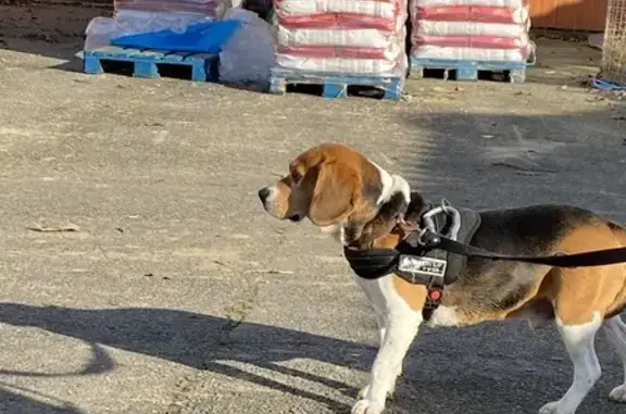 Chien perdu Toulouse, photo : Chien perdu craintif, Allée Limayrac