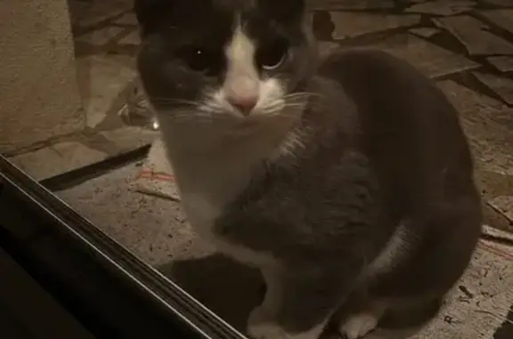 Chat gris-blanc peureux trouvé à St-Étienne - photo