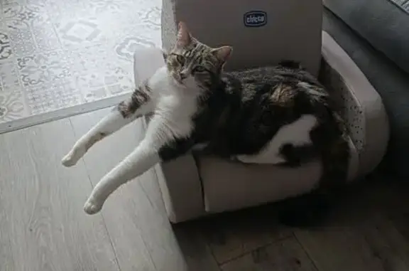 Chat perdu, , photo: Chat Perdu à Saint-Maurice-l'Exil