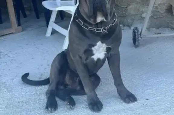 Chien perdu , photo : Cane corso gris perdu à Lucinges