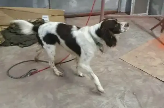 Chien trouvé , photo: Chien Épagneul trouvé à Montignac
