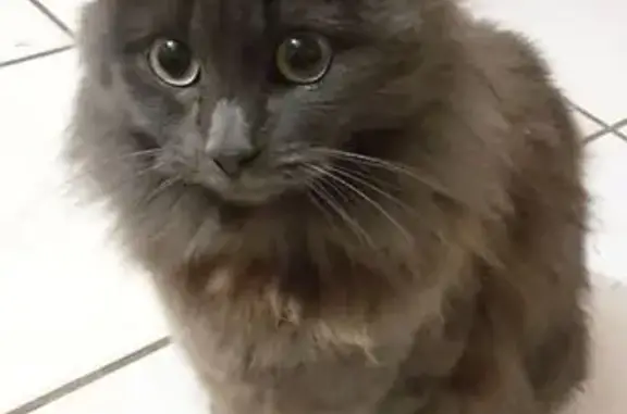 Animaux perdus Nouvelle-Aquitaine, photo: Chatte grise perdue à Lasse