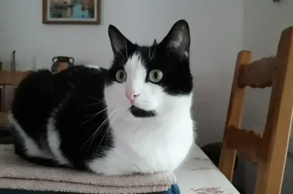 Chat perdu : Simba, noir et blanc, Toulouse - photo