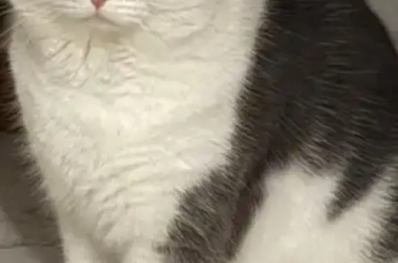 Missing cat , photo: Lost Cat: Grey Face, Dirty Paws - Cardinia