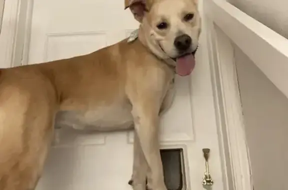 Found: Energetic Blonde Dog on Limestone Rd