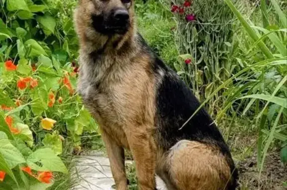 Зникла собака: 10-річна, з шрамом на щоці