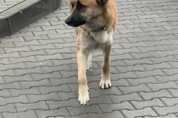 Знайдено собаку: рудий хлопчик...