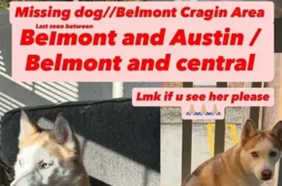 Lost: Friendly Small Dog, Blue Eyes