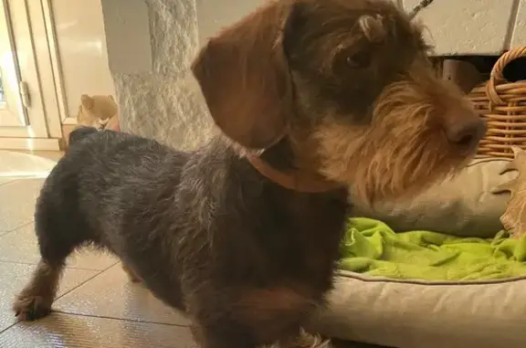 Chien trouvé Les Angles, photo: Teckel mâle trouvé, collier cuir, Les Angles