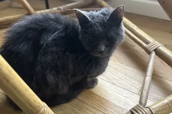 Chatte grise trouvée à Douai - photo