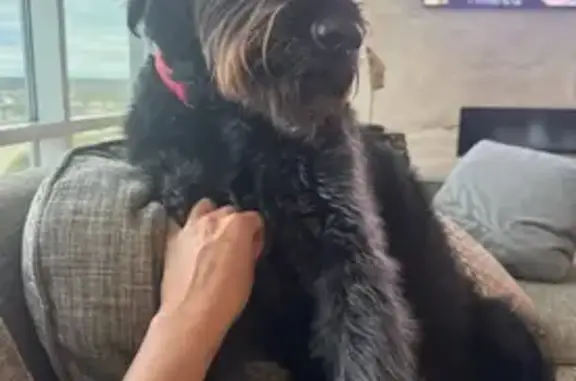 Lost Giant Schnauzer in Argenta Area