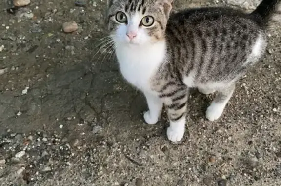 Gato encontrado , foto: Gatita Cariñosa Busca Hogar Seguro en Andalucía