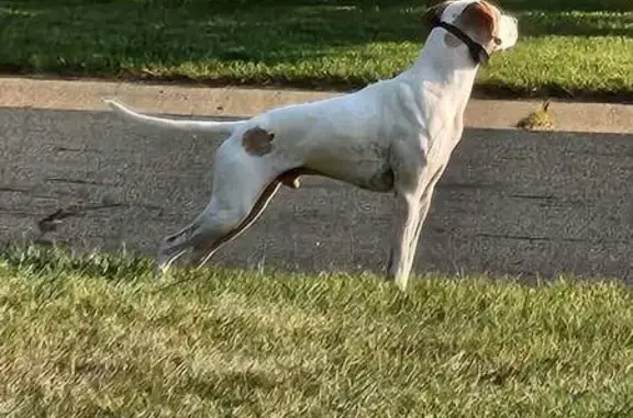 Missing dog Ramsey, photo: Lost Dog: One-Eyed Pup in Ramsey