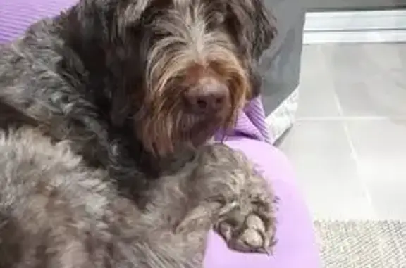 Chien perdu : Griffon borgne à Cavanac - photo