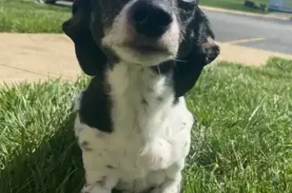 Lost Dachshund: Chuck, Small & Spotted