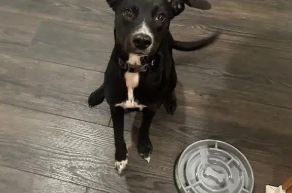 Lost Dog: Black & White, South Point Area
