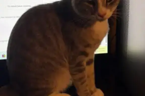 Lost Cat Milo: Gray/White, Little Rock