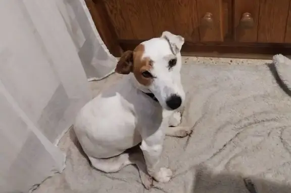 Chien trouvé , photo: Chien trouvé à Thury-sous-Clermont la nuit