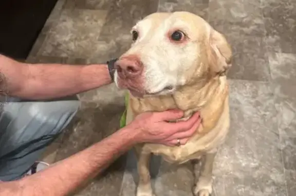 Found dog Boise, photo: Found: Sweet Red/Yellow Lab in Boise