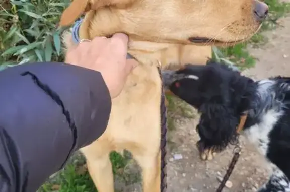 Chien trouvé , photo: Chien trouvé à Sarrians, PACA