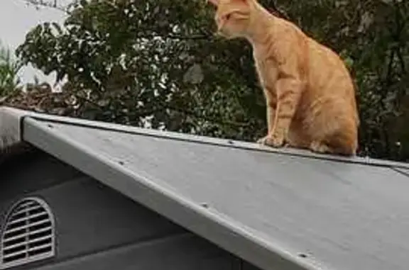 Chat perdu Volt, queue cassée, très peureux - photo