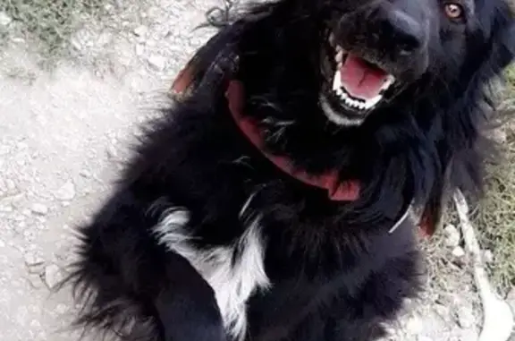 Chien perdu , photo : Chien noir Brutus perdu à Valfin