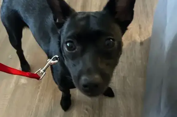 Found dog Florida Ridge, photo: Found: Sweet Black Dog in Union Park