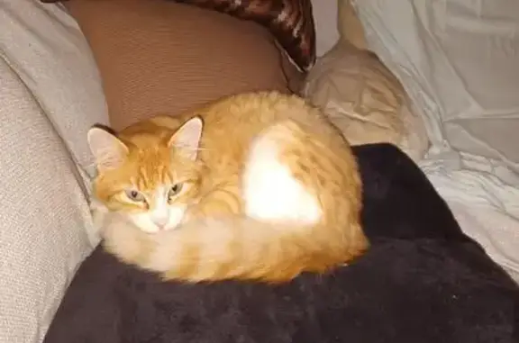 ¡Gato Perdido en Carrer Cervantes, Sa Pobla!