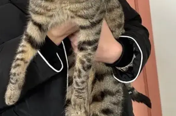 Знайдена кішка з синім ошийником у Дніпрі