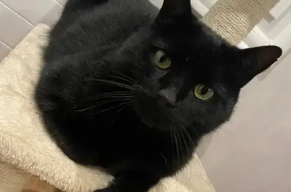 Animaux trouvés , photo: Chatte noire trouvée, yeux verts, sociable