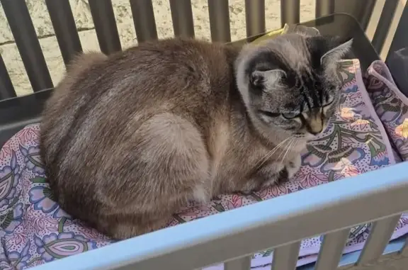 Animaux perdus , photo: Perdue : Chatte grise craintive à La Chapelle
