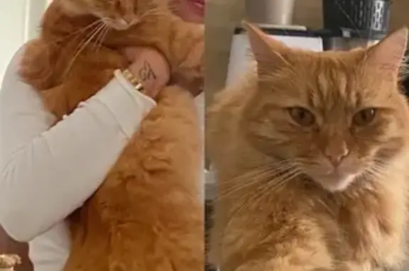 Chat perdu, Boulogne-sur-Mer, photo: Muffin, chat roux perdu à Boulogne-sur-Mer