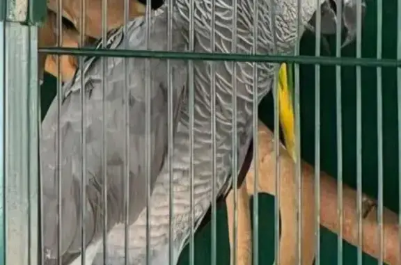 ¡Ayuda! Loro Yaco de Cola Roja Perdido