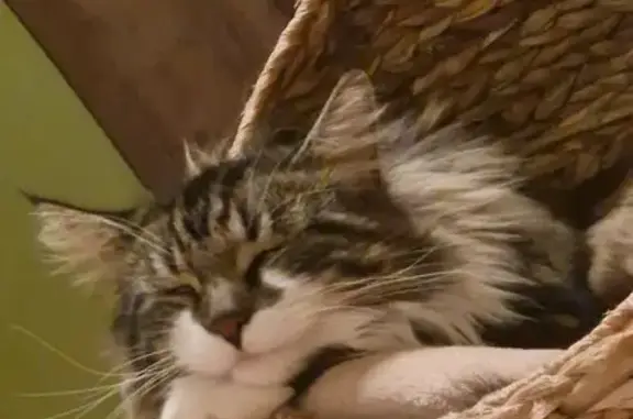 Animaux perdus , photo: Chat mâle 1 an perdu à Marcy-l'Étoile