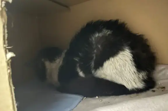 Gato encontrado Barcelona, foto: Gato blanco y negro hallado en Barcelona