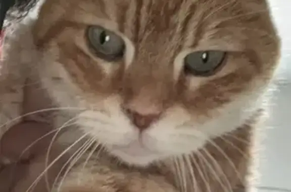 Se busca: Gata Lola, naranja y mayor, Son Ferriol