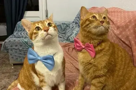 Buscamos a Chiwi, gato perdido en Santa Coloma