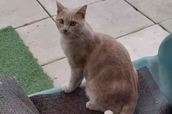 Animaux perdus Boves, photo: Chat Perdu à Boves : Uno Manquant