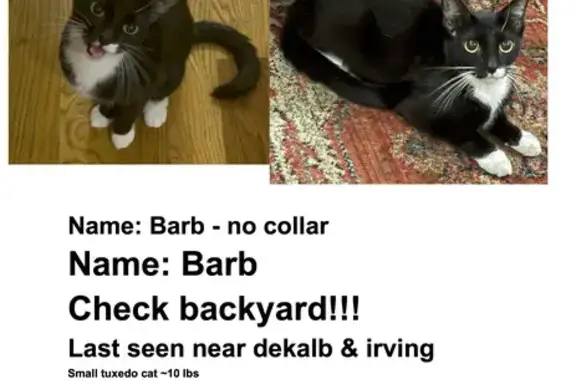 Lost Shy Tuxedo Cat on DeKalb Ave