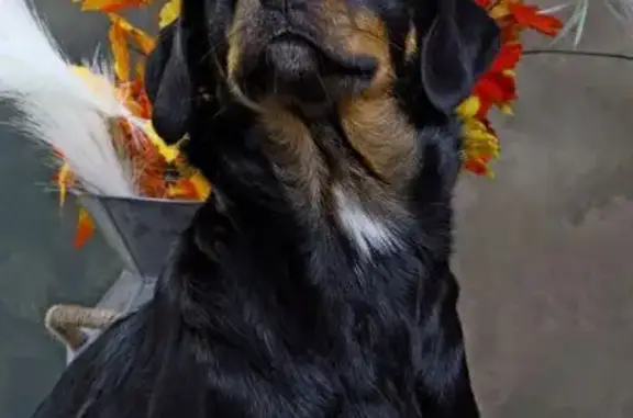 Chien perdu , photo : Chiens perdus à Celles-sur-Belle