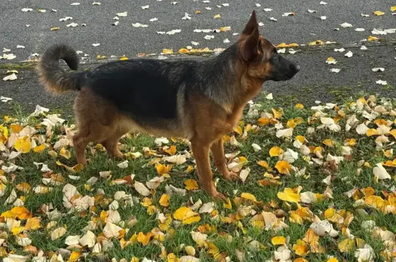 Chien noir et feu perdu à Château-la-Vallière - photo
