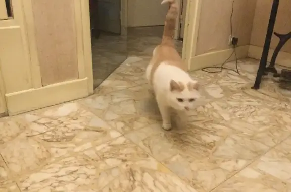 Chat blanc et roux trouvé à Le Chambon - photo