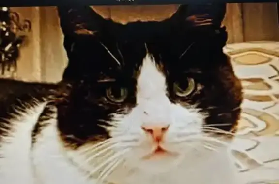 Animaux perdus Champcevinel, photo: Chat perdu noir et blanc, doux et cicatrice