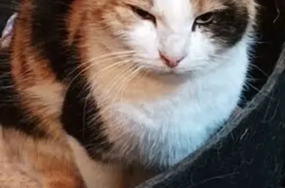 Animaux trouvés Gramat, photo: Chatte isabelle trouvée, maigre et câline