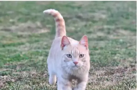 Chat beige perdu, Rue des Tilleuls - photo